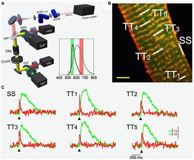 Novel Optics-Based Approaches for Cardiac Electrophysiology: A Review